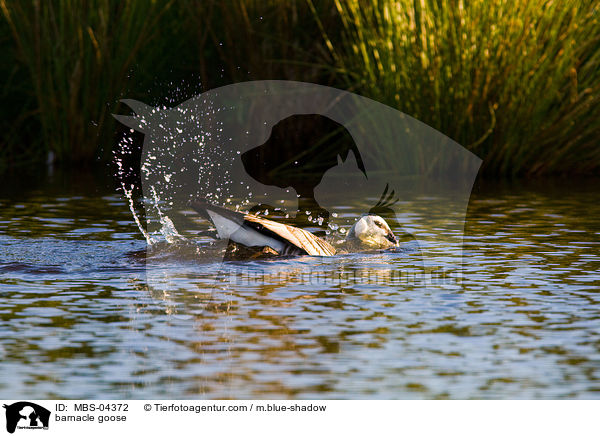 barnacle goose / MBS-04372