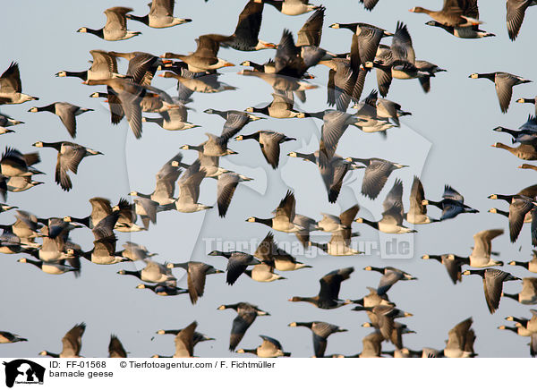 Nonnengnse / barnacle geese / FF-01568