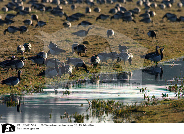 barnacle geese / FF-01569