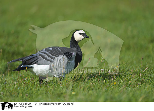 Nonnengans / barnacle goose / AT-01629