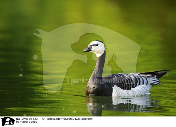 barnacle goose / DMS-07133