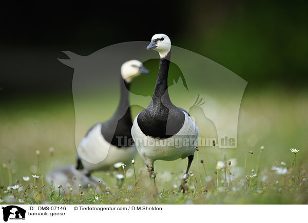 barnacle geese / DMS-07146