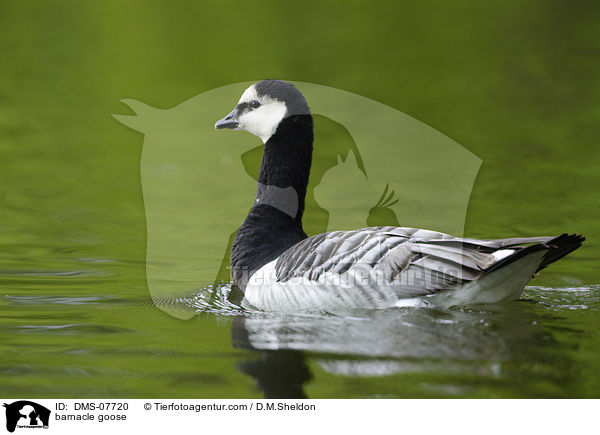 barnacle goose / DMS-07720