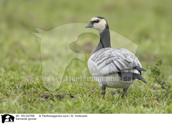 Nonnengans / barnacle goose / DV-02766