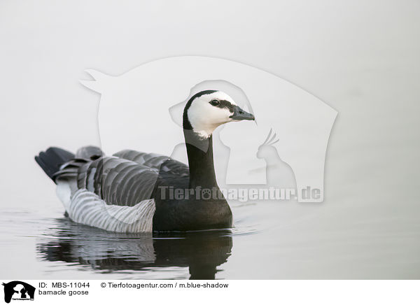 barnacle goose / MBS-11044