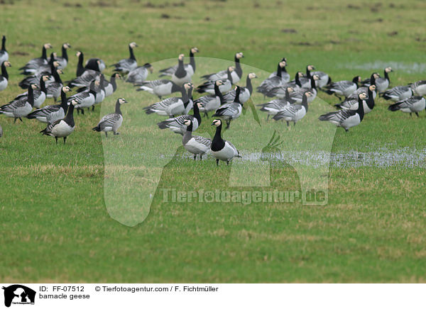 Nonnengnse / barnacle geese / FF-07512