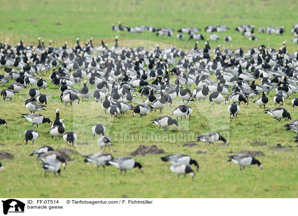 Nonnengnse / barnacle geese / FF-07514