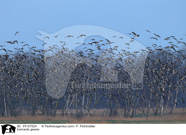 Nonnengnse / barnacle geese / FF-07524