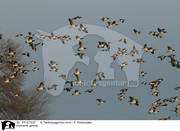 Nonnengnse / barnacle geese / FF-07537