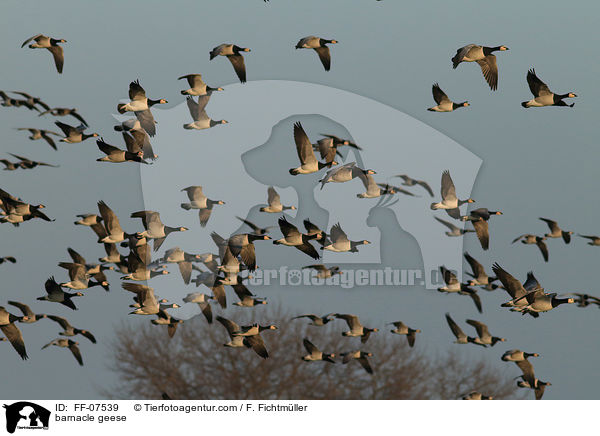 Nonnengnse / barnacle geese / FF-07539