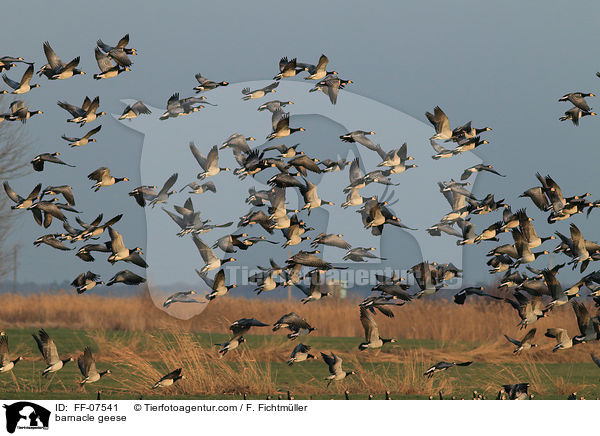 Nonnengnse / barnacle geese / FF-07541
