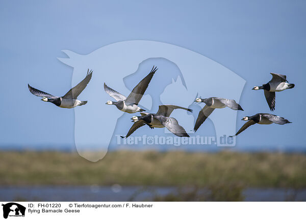 fliegende Nonnengnse / flying Barnacle Geese / FH-01220