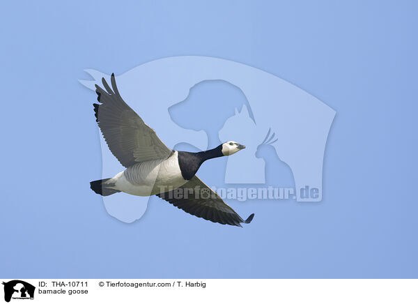 Nonnengans / barnacle goose / THA-10711