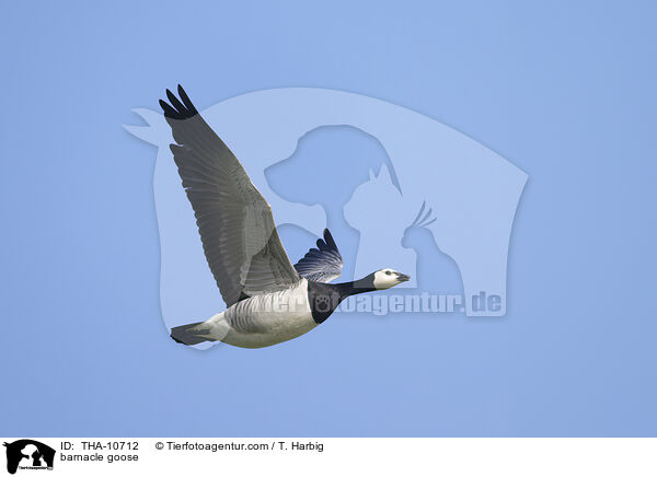 barnacle goose / THA-10712