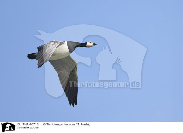 barnacle goose / THA-10713