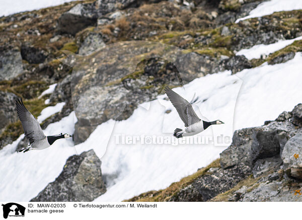 Weiwangengnse / barnacle geese / MAW-02035