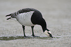 barnacle goose