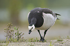 barnacle goose