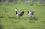 barnacle geese