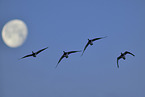 barnacle geese