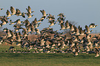 barnacle geese