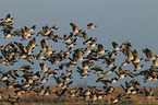 barnacle geese