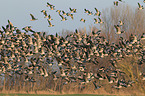 barnacle geese