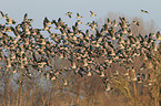 barnacle geese