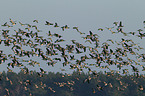 barnacle geese