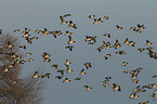 barnacle geese