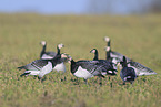 barnacle geese