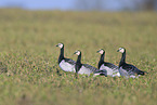 barnacle geese