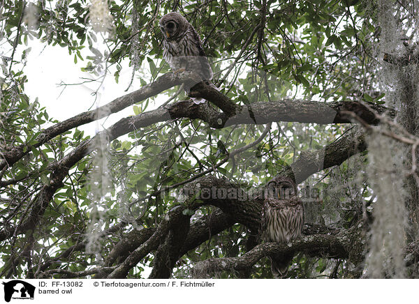 barred owl / FF-13082