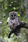 barred owl