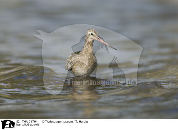 Pfuhlschnepfe / bar-tailed godwit / THA-01764