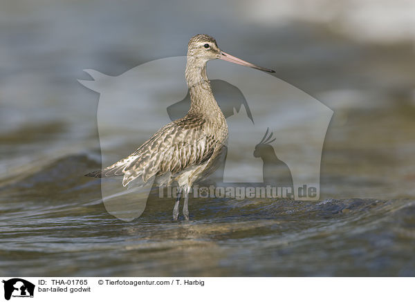 Pfuhlschnepfe / bar-tailed godwit / THA-01765