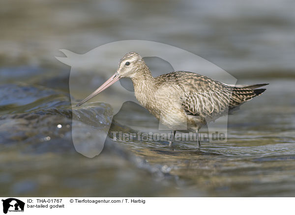 Pfuhlschnepfe / bar-tailed godwit / THA-01767