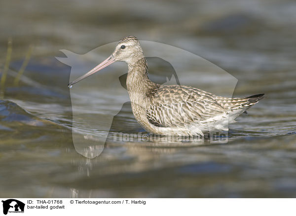 Pfuhlschnepfe / bar-tailed godwit / THA-01768