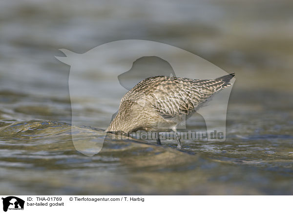 Pfuhlschnepfe / bar-tailed godwit / THA-01769