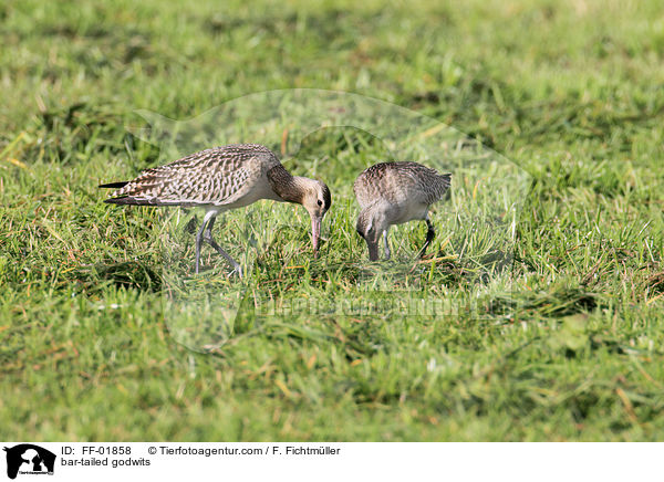 Pfuhlschnepfen / bar-tailed godwits / FF-01858