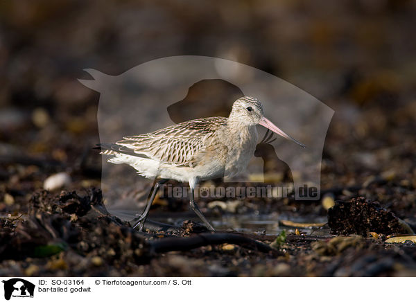 Pfuhlschnepfe / bar-tailed godwit / SO-03164