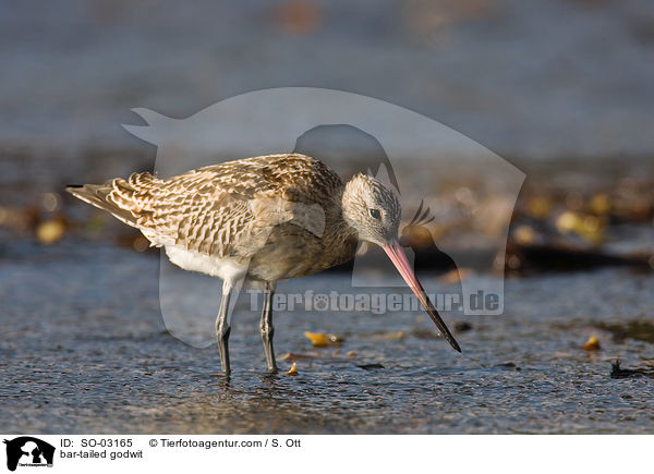 Pfuhlschnepfe / bar-tailed godwit / SO-03165