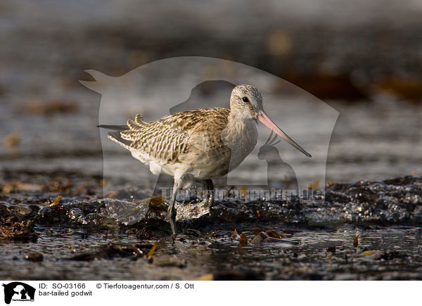 Pfuhlschnepfe / bar-tailed godwit / SO-03166