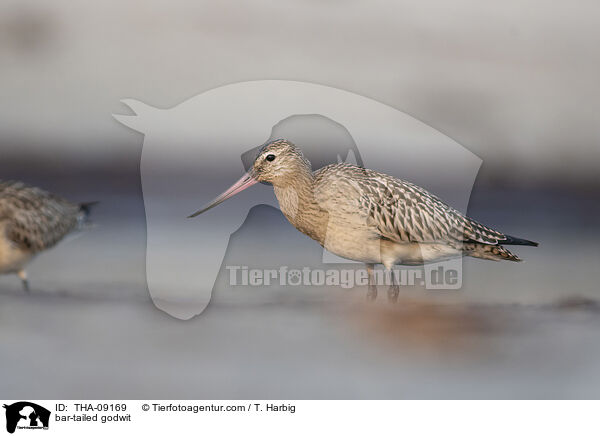 Pfuhlschnepfe / bar-tailed godwit / THA-09169