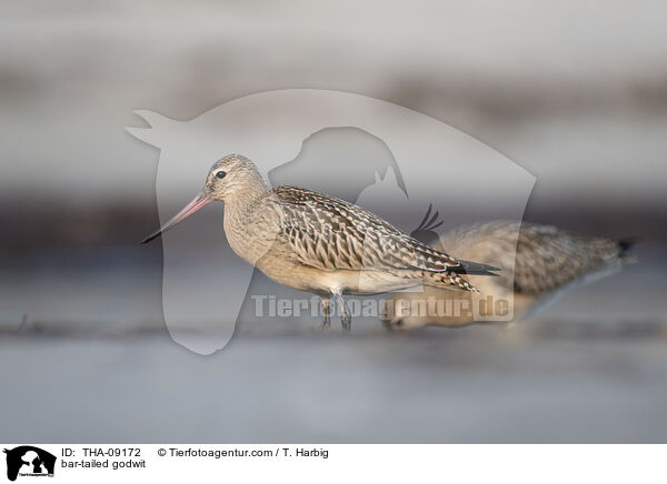 Pfuhlschnepfe / bar-tailed godwit / THA-09172