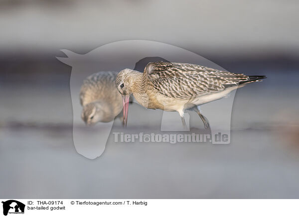 Pfuhlschnepfe / bar-tailed godwit / THA-09174