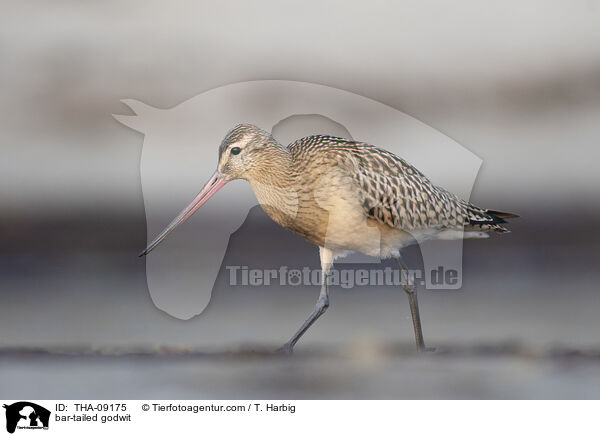 Pfuhlschnepfe / bar-tailed godwit / THA-09175