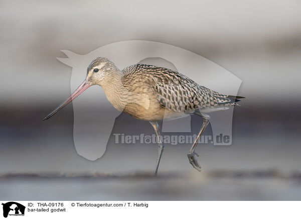 Pfuhlschnepfe / bar-tailed godwit / THA-09176