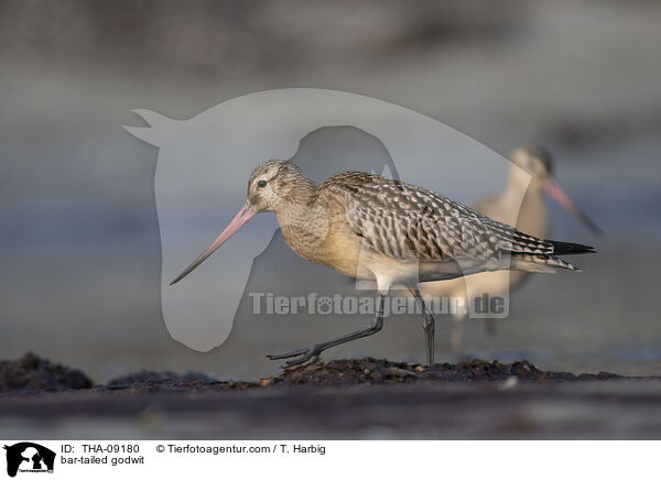 Pfuhlschnepfe / bar-tailed godwit / THA-09180