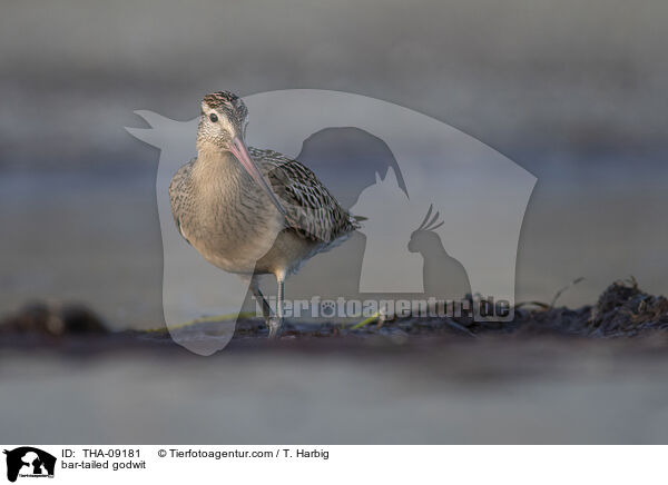 Pfuhlschnepfe / bar-tailed godwit / THA-09181